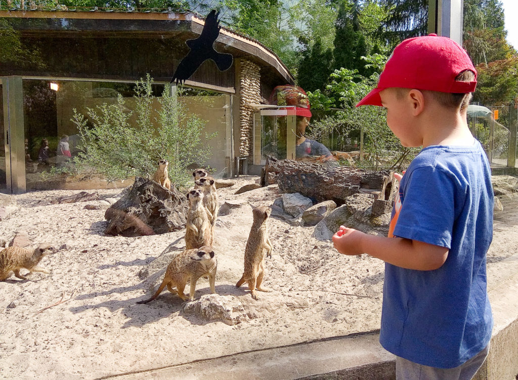 atrakcje dla dzieci krakow zoo