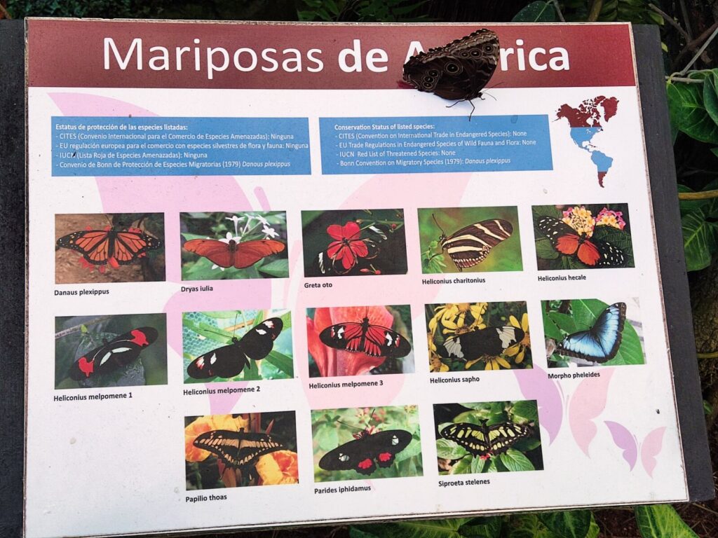 mariposario tenerife 10