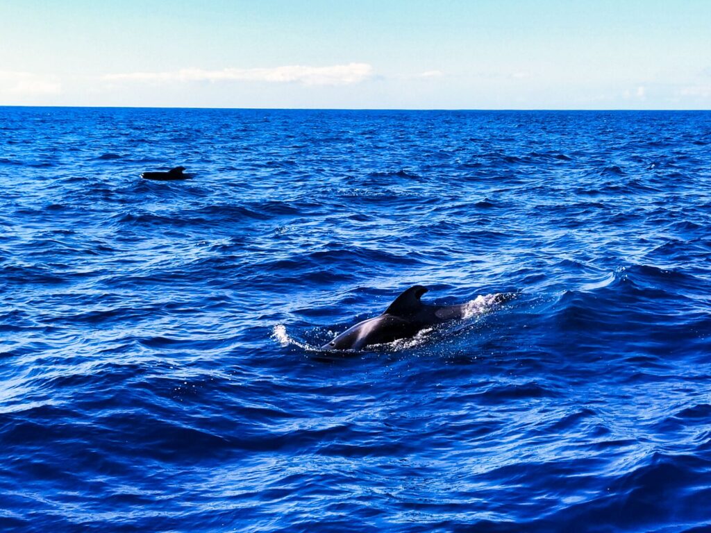 ogladanie delfinow wielorybow teneryfa 11