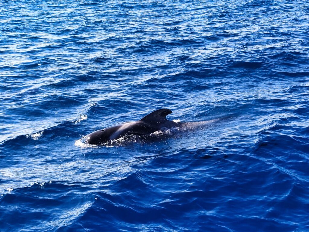 ogladanie delfinow wielorybow teneryfa 12