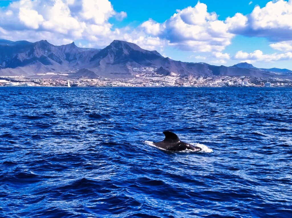 ogladanie delfinow wielorybow teneryfa 2