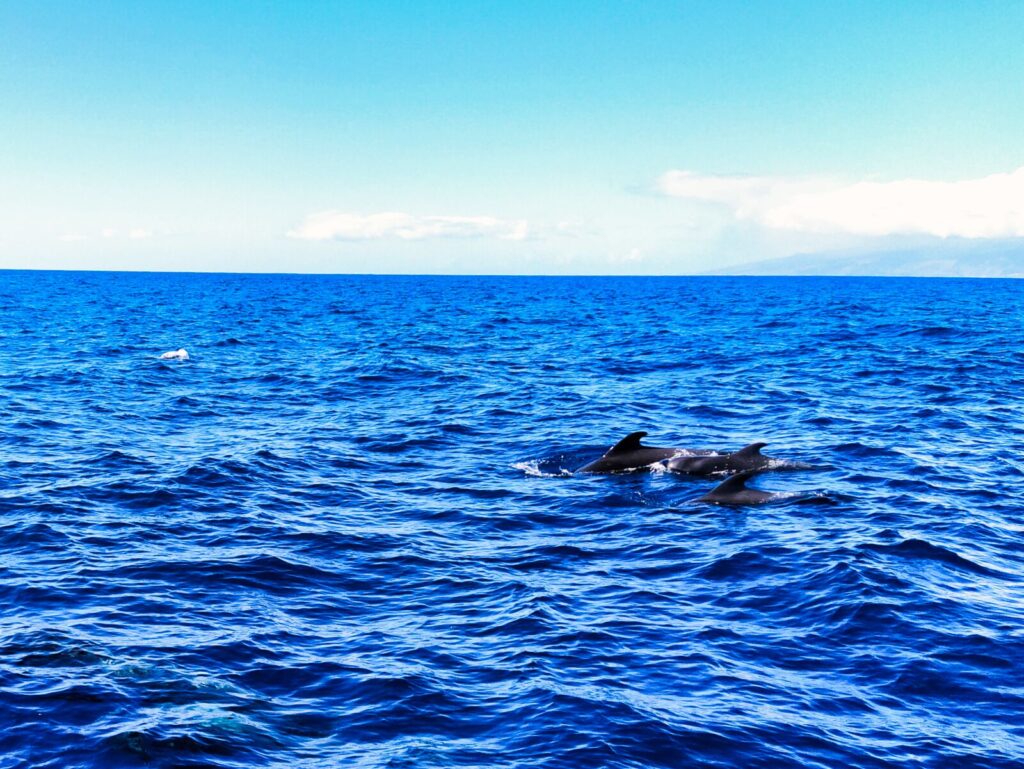 ogladanie delfinow wielorybow teneryfa 3