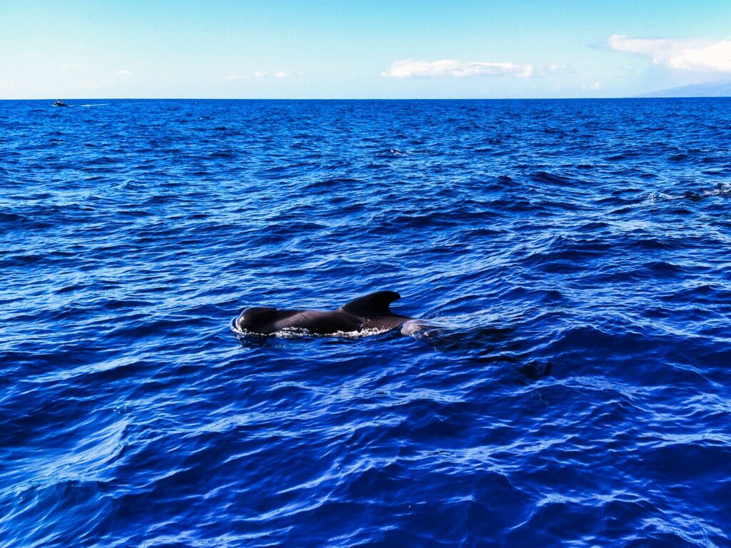 ogladanie delfinow wielorybow teneryfa 4