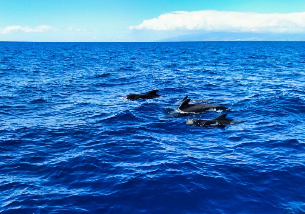 ogladanie delfinow wielorybow teneryfa 7