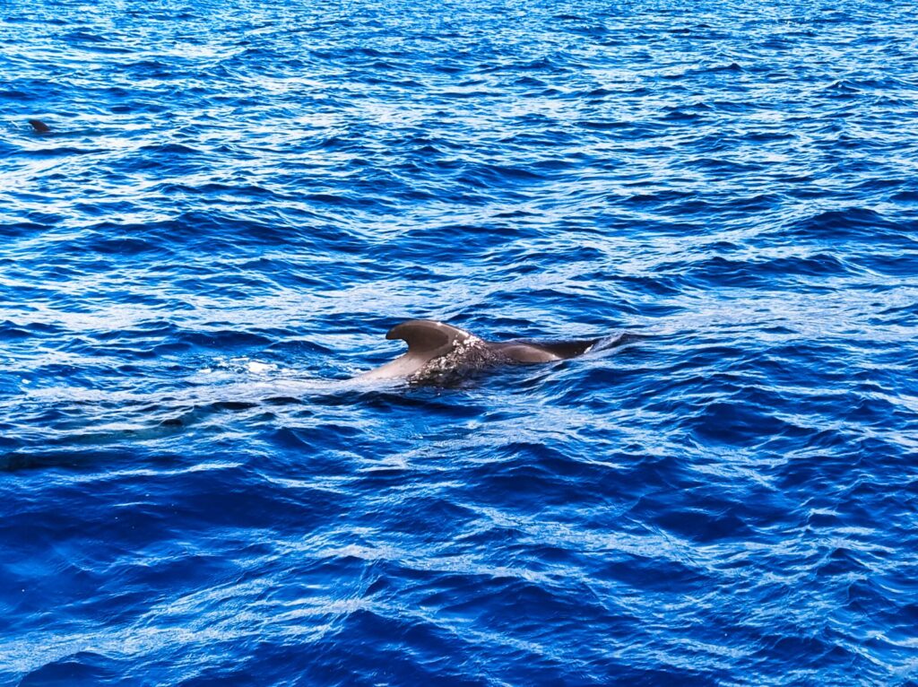 ogladanie delfinow wielorybow teneryfa 8