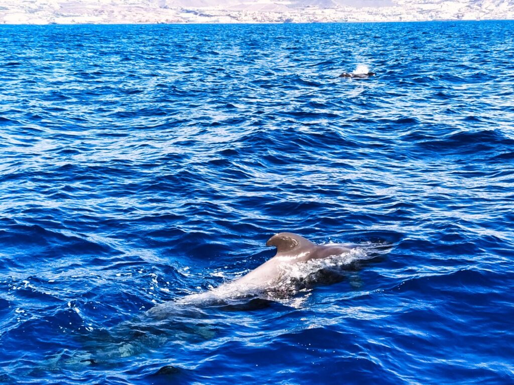 ogladanie delfinow wielorybow teneryfa 9