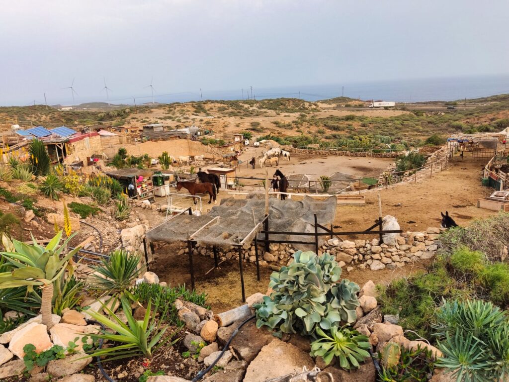 tenerife horse rescue sanktuarium dla zwierzat 10