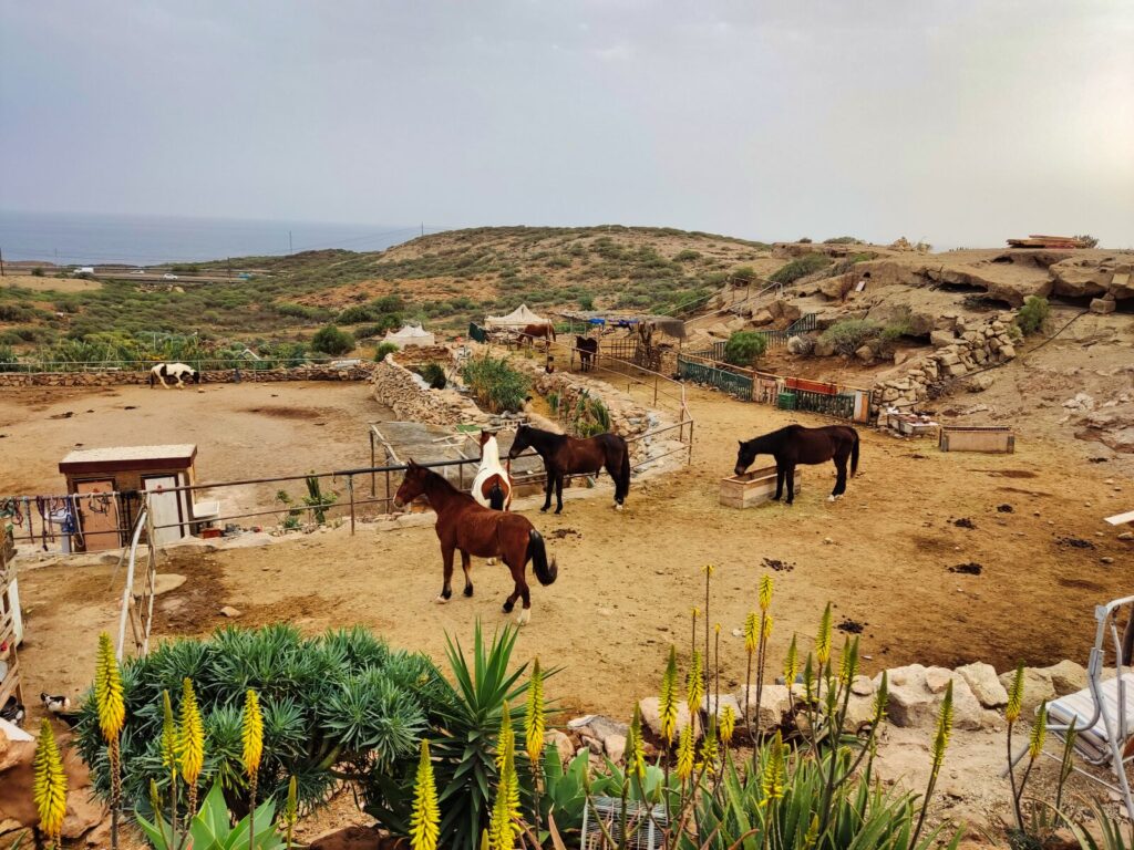 tenerife horse rescue sanktuarium dla zwierzat 3