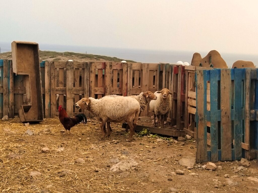 tenerife horse rescue sanktuarium dla zwierzat 4