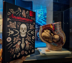 „Anatomicum. Muzeum Anatomii” – wyprawa badawcza w głąb ludzkiego ciała