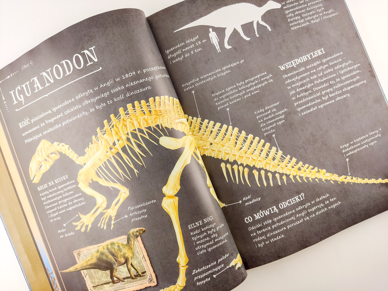 dinozaury i inne prehistoryczne zwierzeta 3