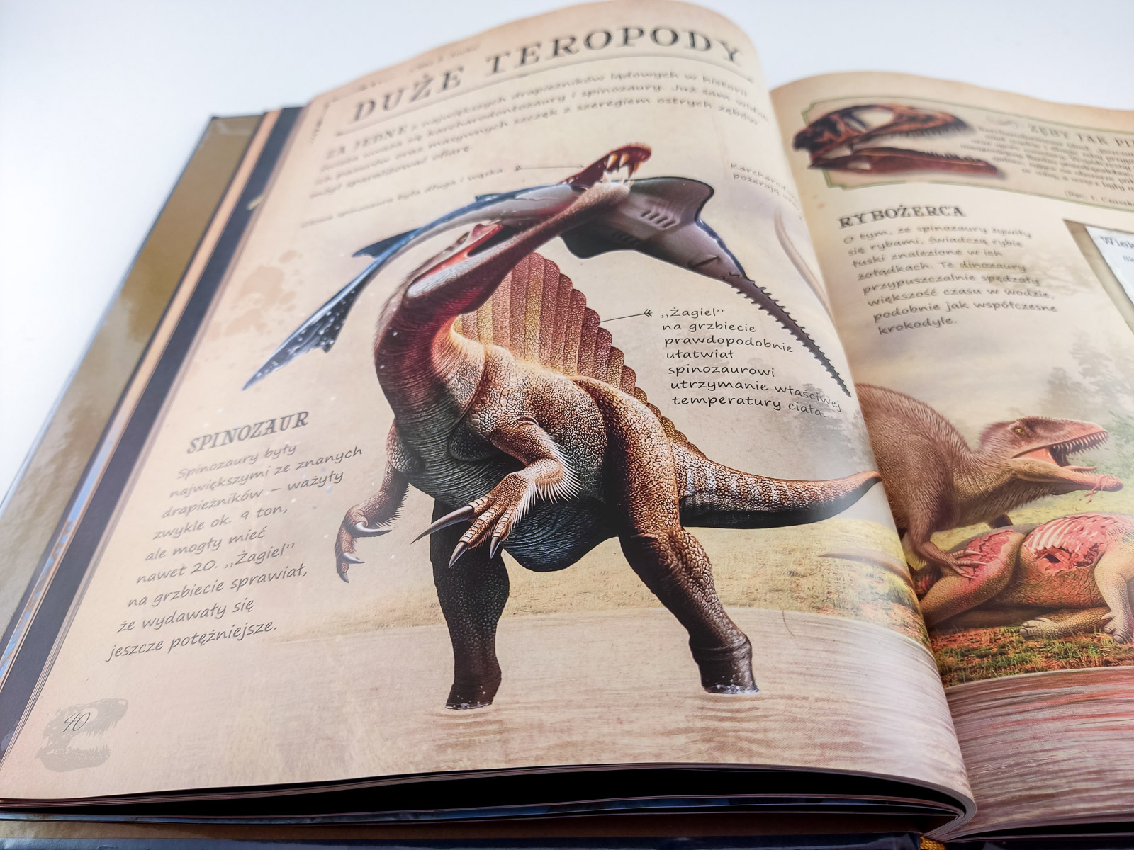 dinozaury i inne prehistoryczne zwierzeta 6