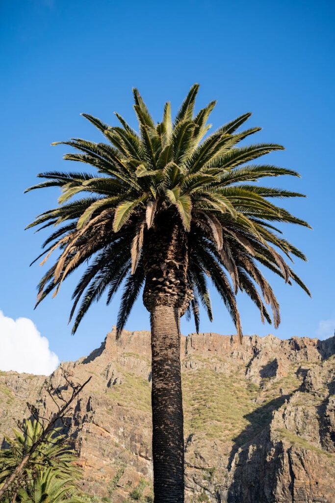 A striking palm tree stands against a stunning rocky backdrop in Masca, Tenerife, under a vibrant blue sky.