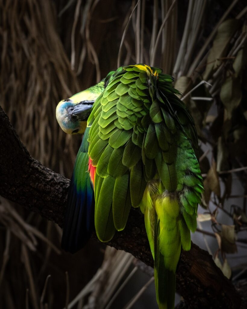 green and blue bird on brown tree branch