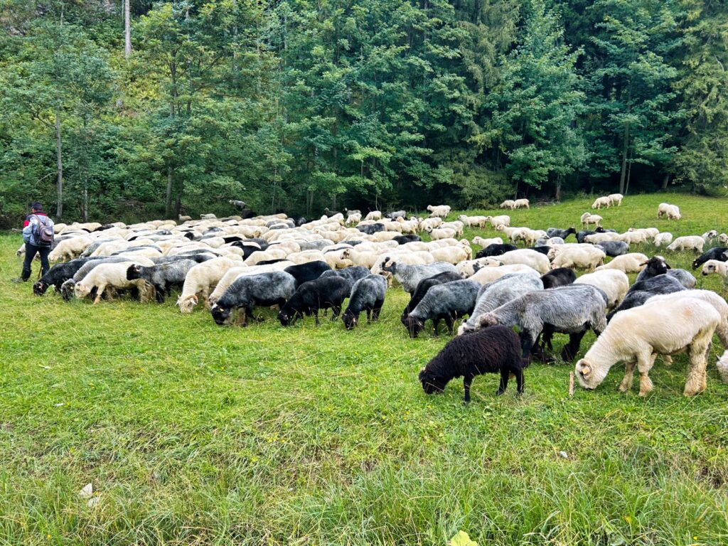 zakopane atrakcje dla dzieci (15)
