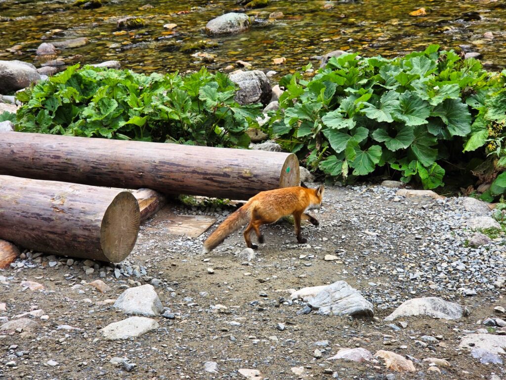 zakopane atrakcje dla dzieci (33)