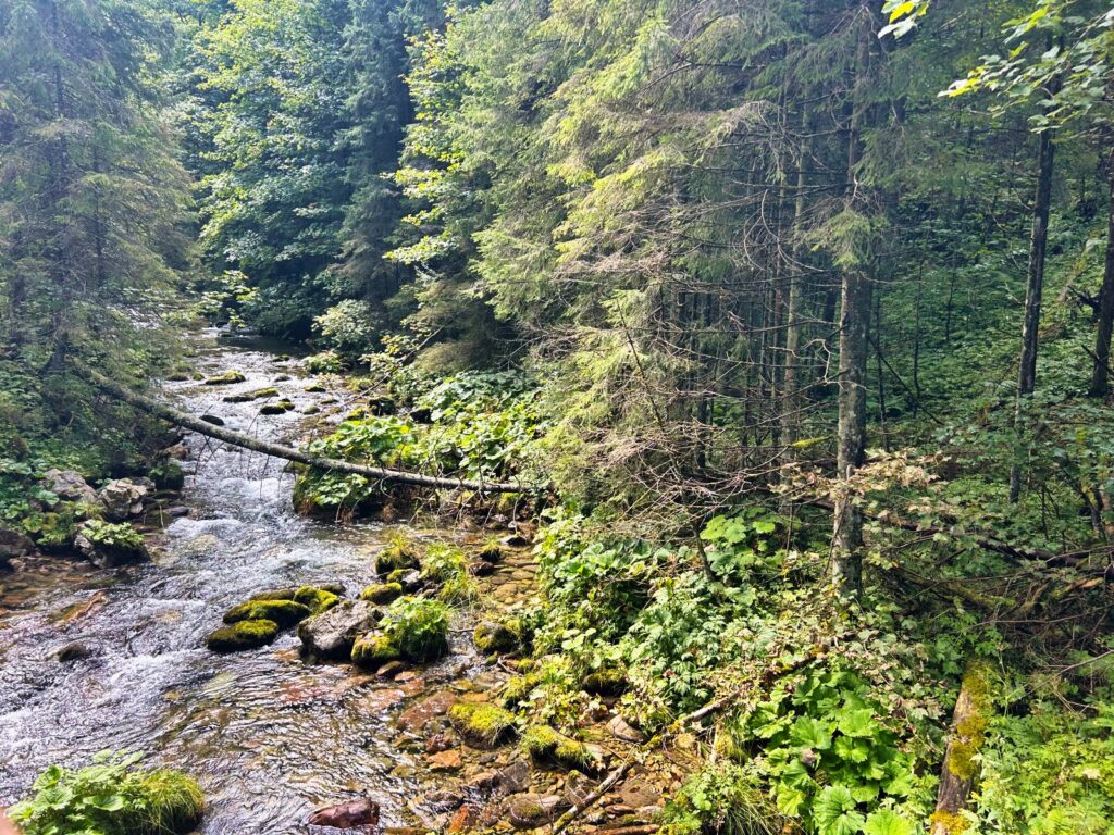 zakopane atrakcje dla dzieci (8)
