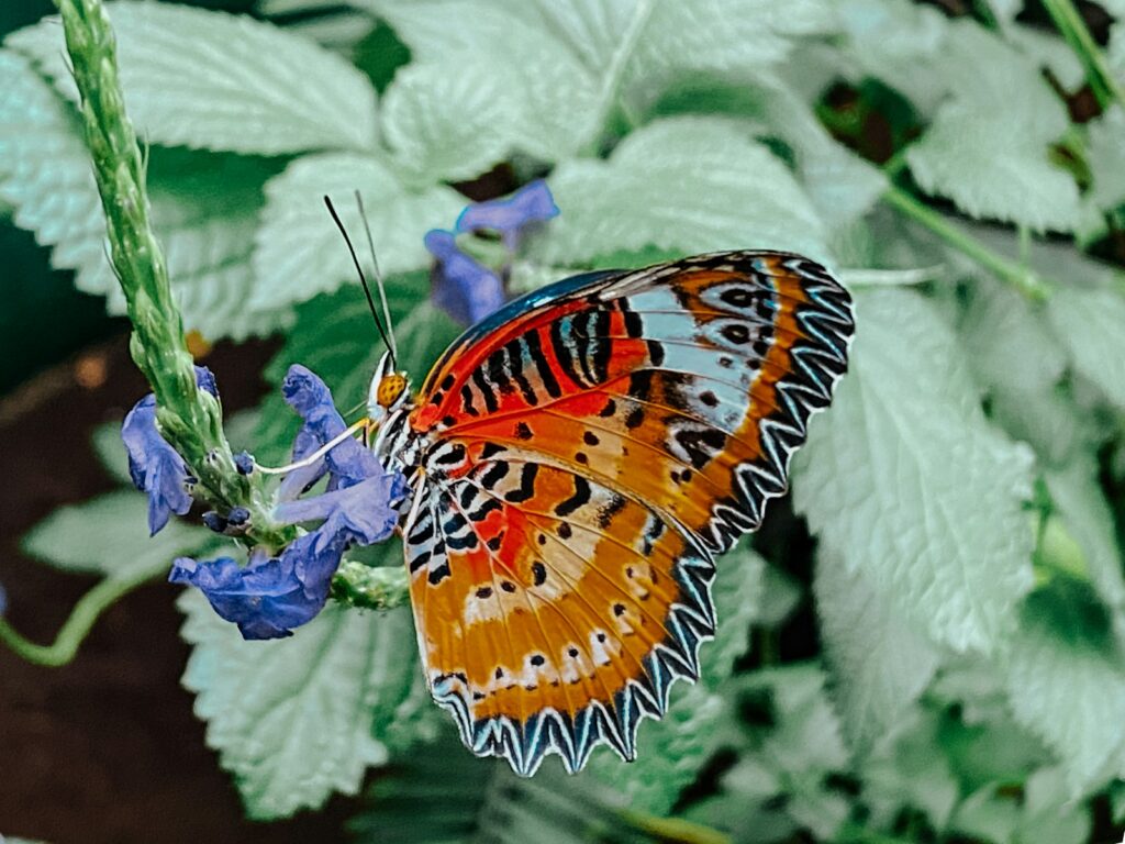 motylarnia lublin