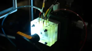 zywy slimak poza cialem mechanizmy sluchu