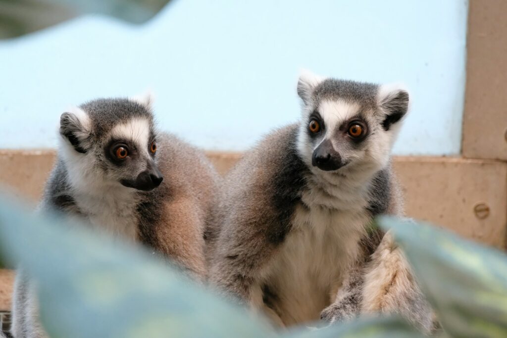 Budapeszt z dziećmi
