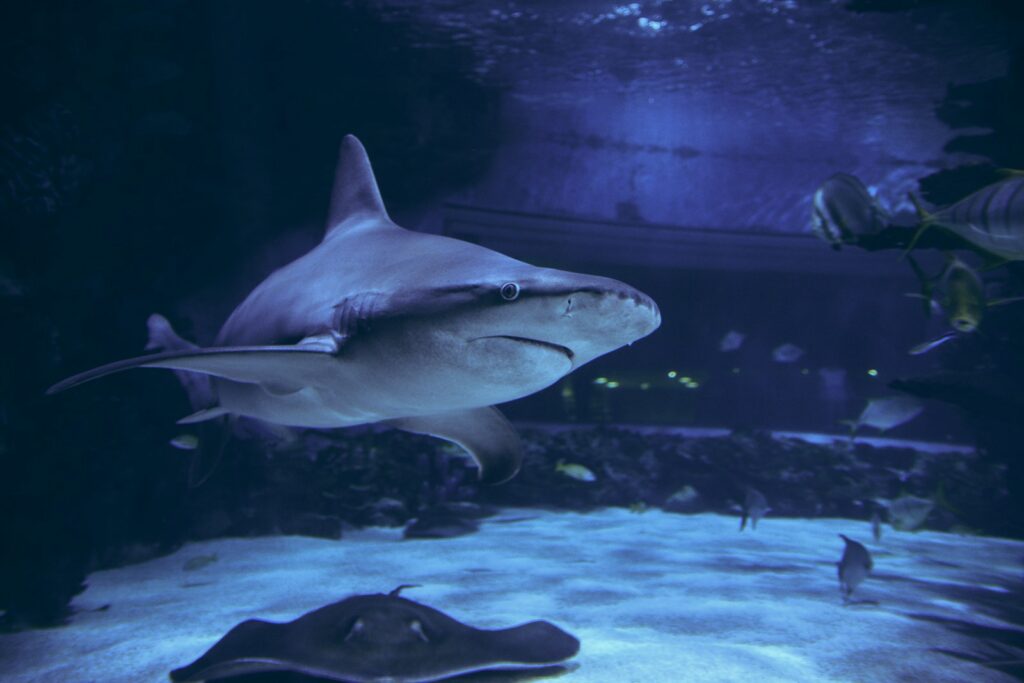 Budapeszt z dziećmi