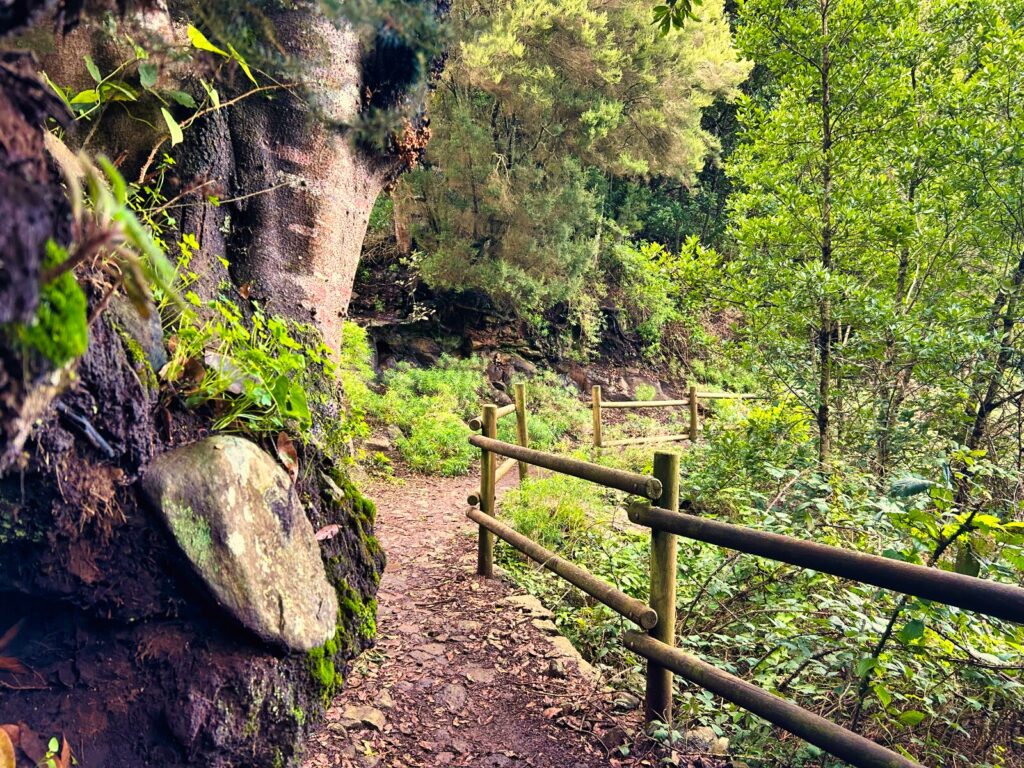 szlaki trekkingowe La Gomera