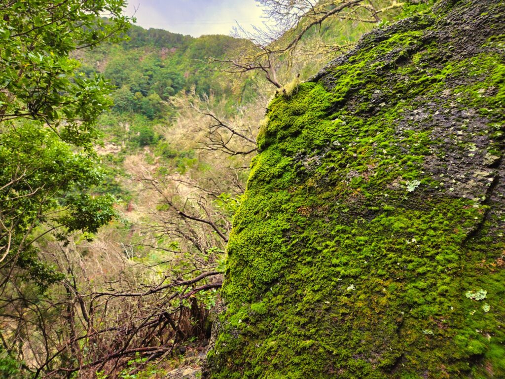 szlaki trekkingowe La Gomera