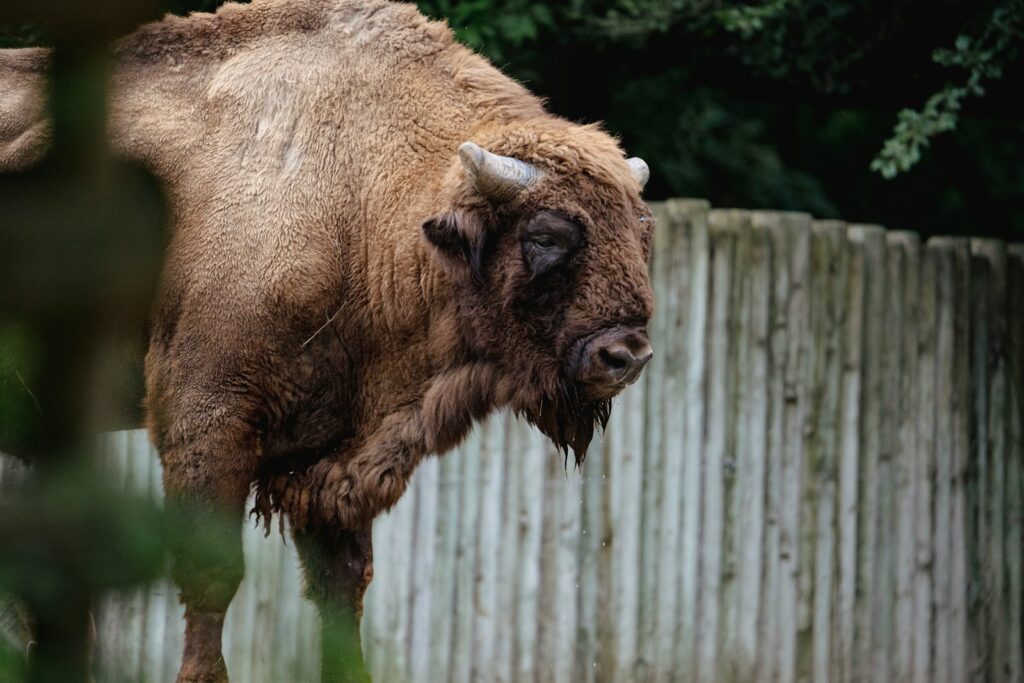 Bieszczady atrakcje dla dzieci