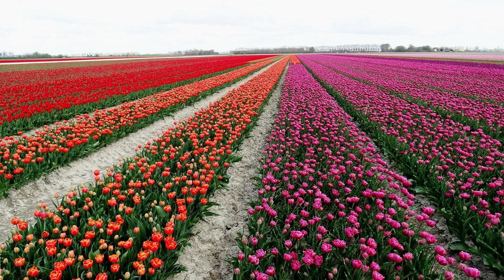 tulipany w Holandii bez tłumów