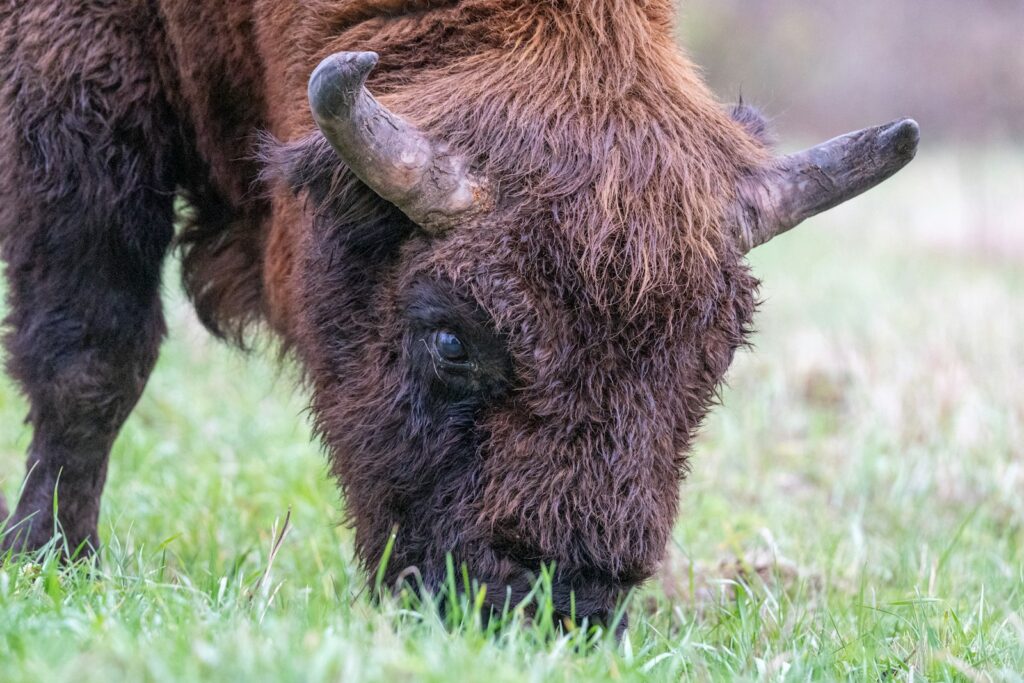 A bison grazing on green grass in a field.