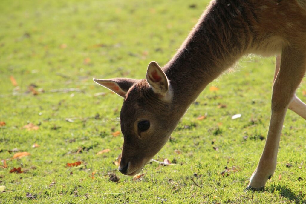 Atrakcje dla dzieci na Mazurach