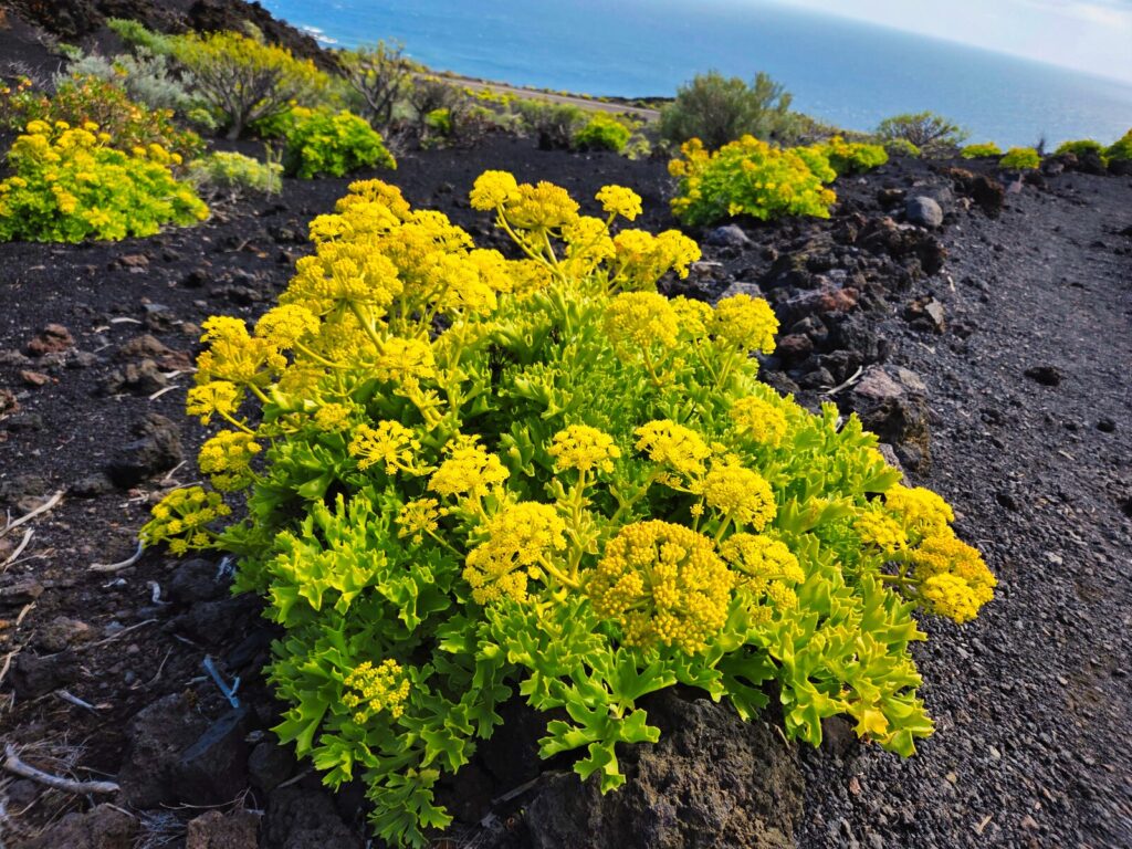 Atrakcje La Palma (82)