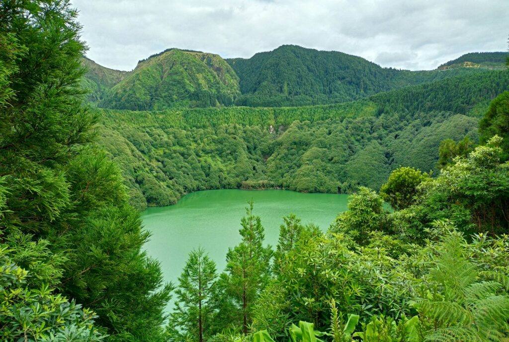 a body of water surrounded by trees