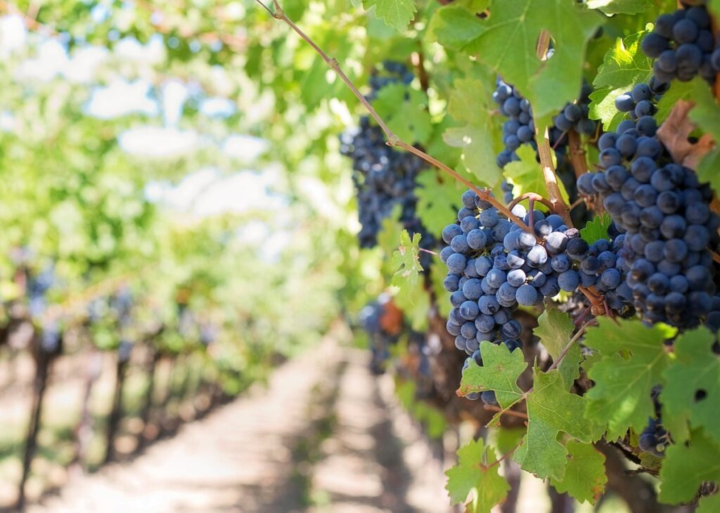 grapes, vines, grapevines, vineyard, fruits, organic, produce, harvest, viticulture, winegrowing, rebstock, cultivation, farming, agriculture, nature, purple grapes, napa valley, napa vineyard, vineyard, vineyard, vineyard, vineyard, vineyard, agriculture